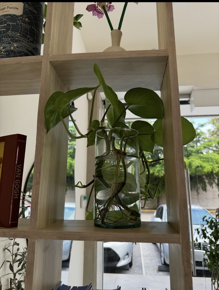 Ohni plantas y café