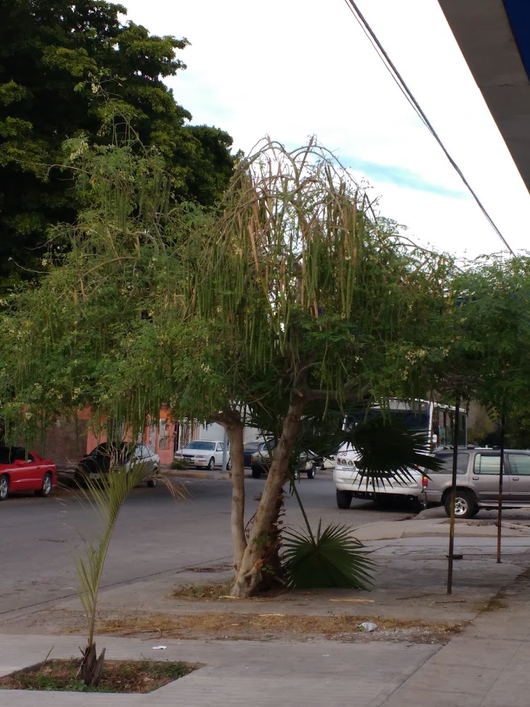 Gorditas Don Toribio