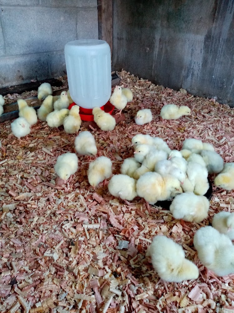 Pollos orgánicos
