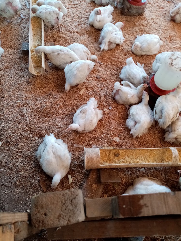 Pollos orgánicos