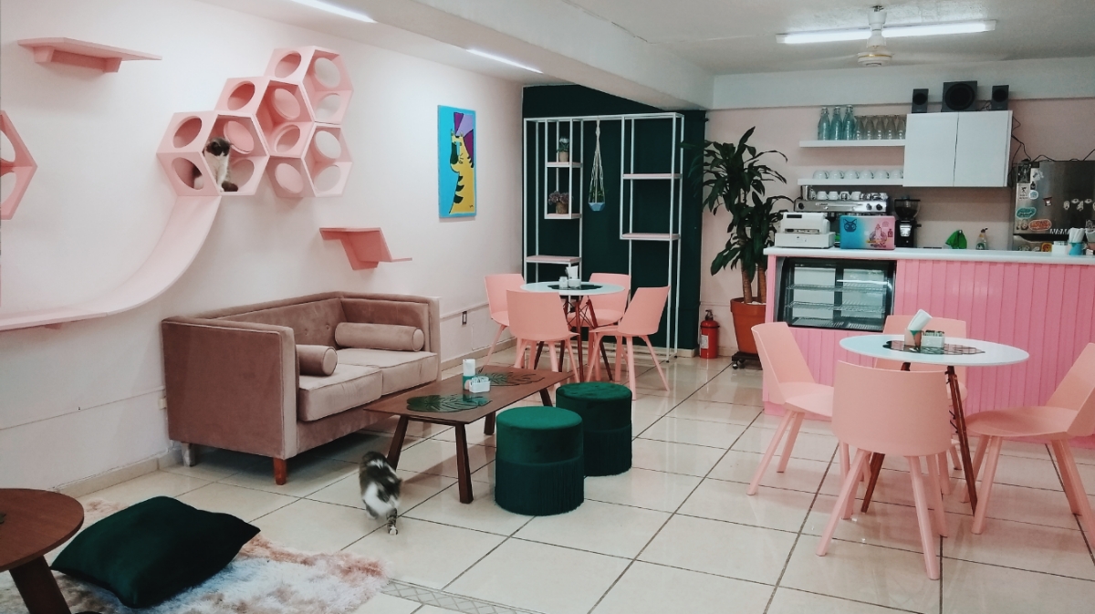 Neko-hi Café