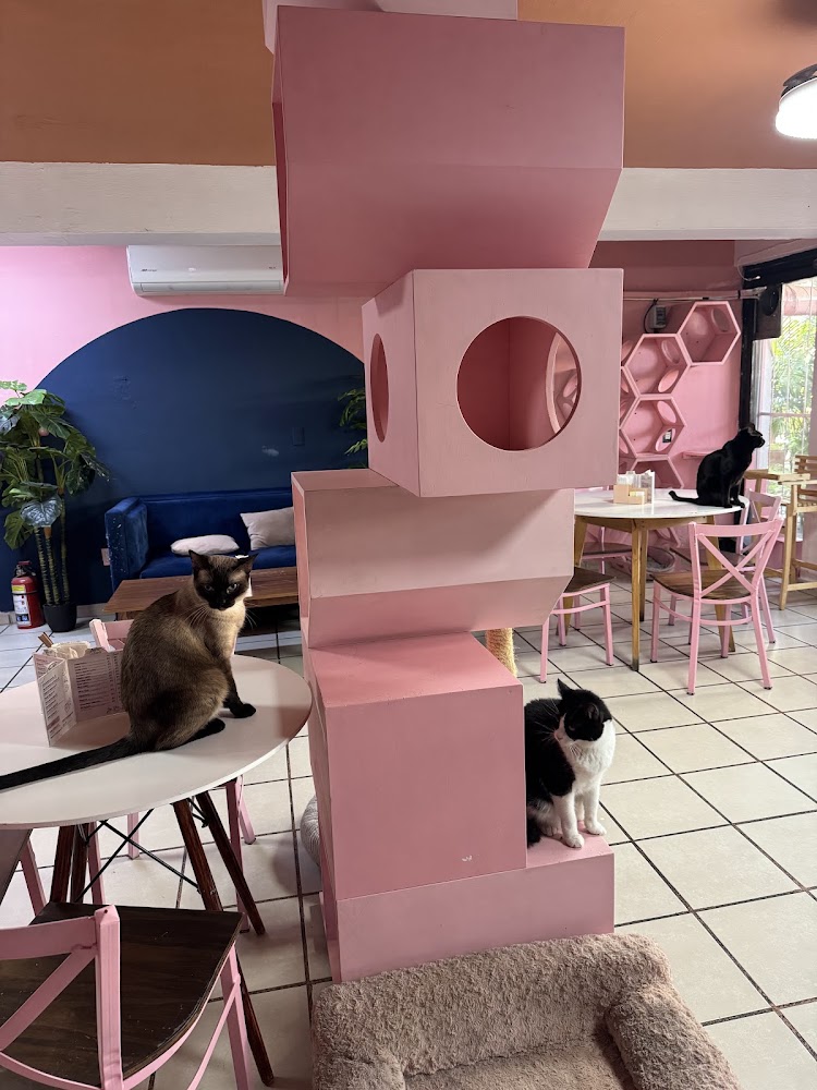 Neko-hi Café