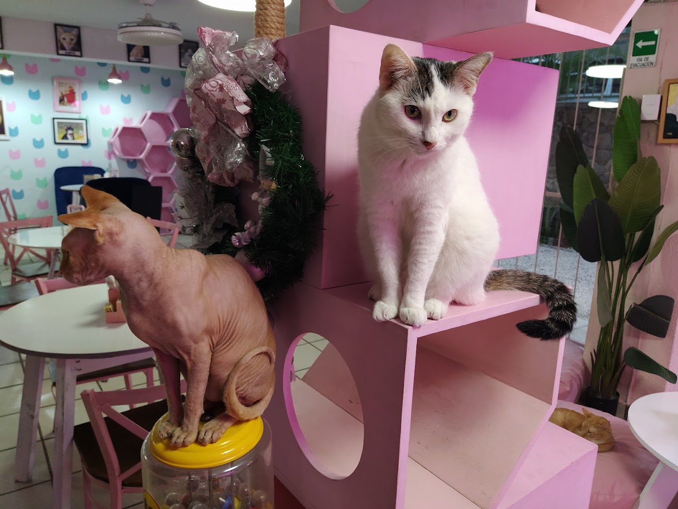 Neko-hi Café