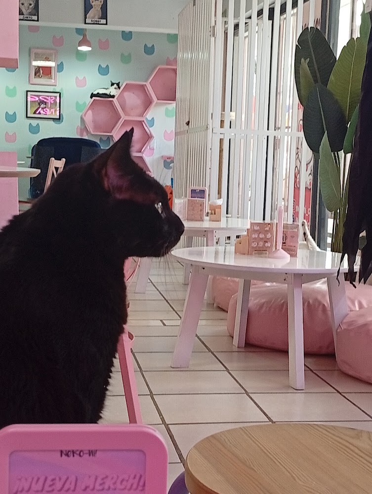 Neko-hi Café