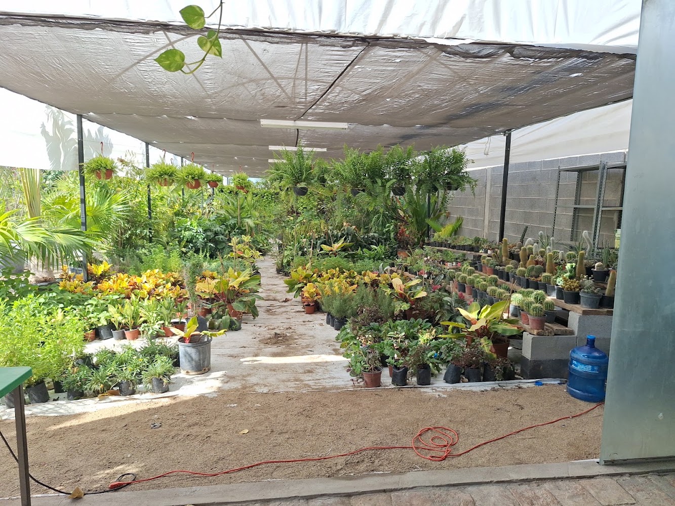 Vivero Alejandra's
