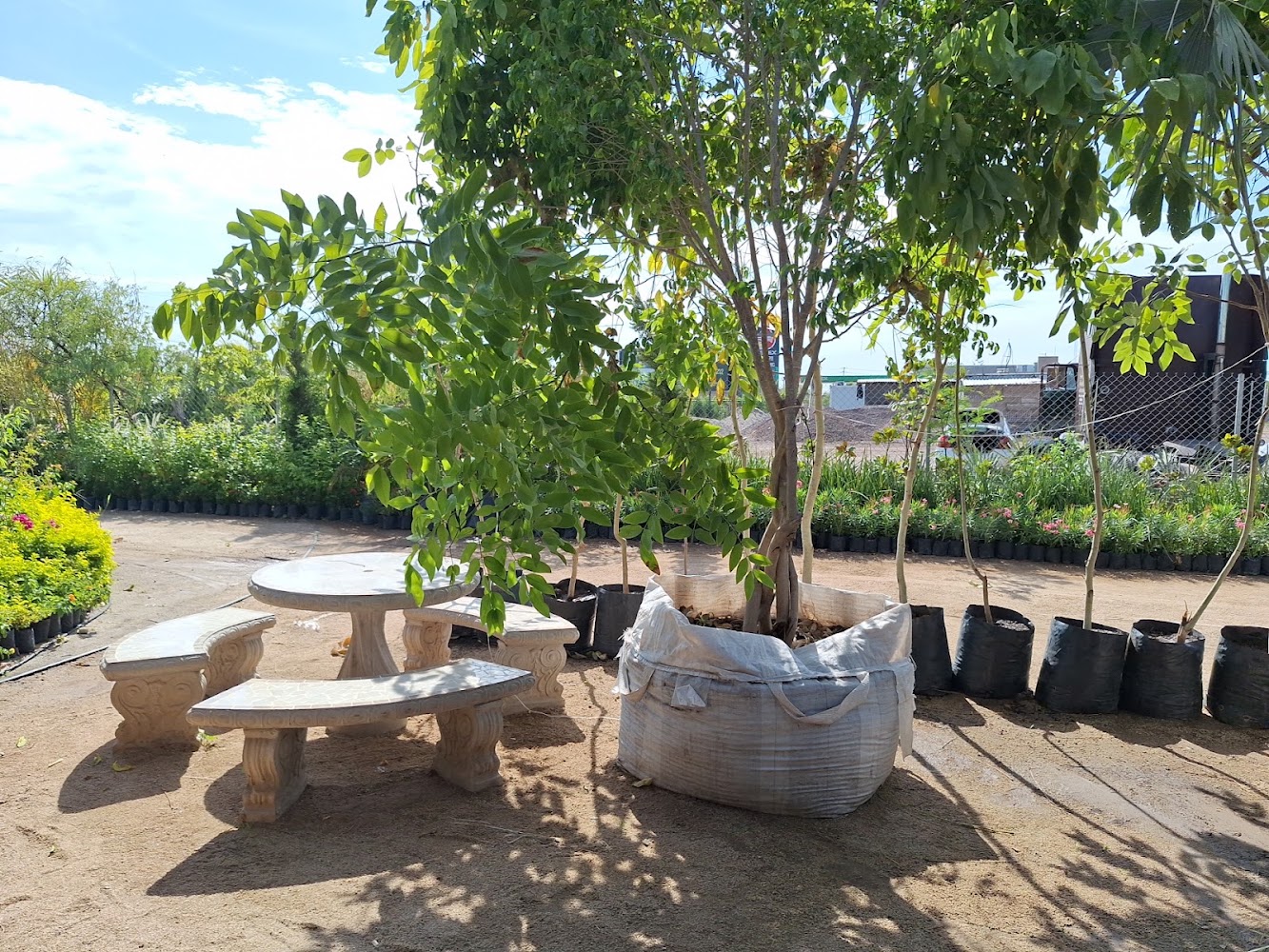 Vivero Alejandra's
