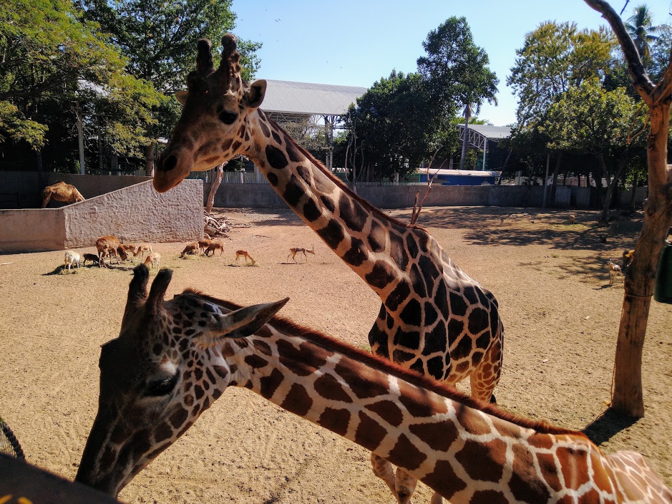 Zoológico de Culiacán