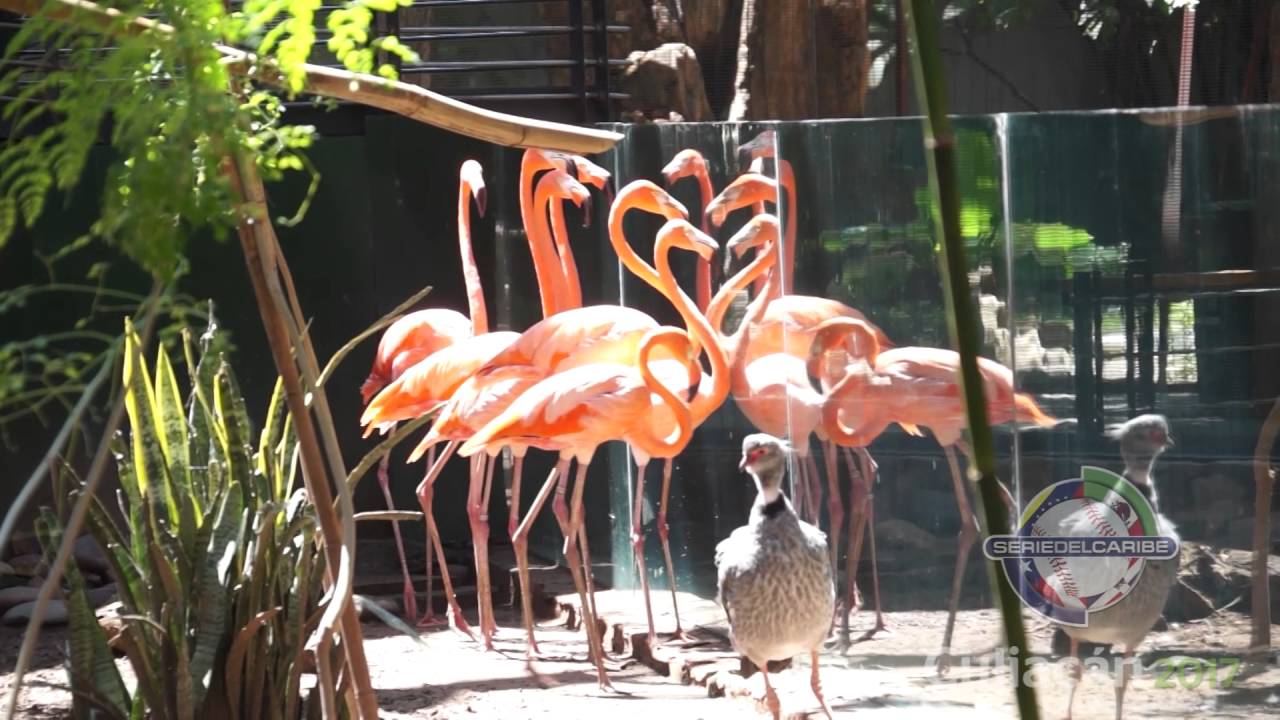 Zoológico de Culiacán