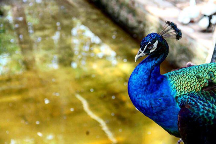 Zoológico de Culiacán