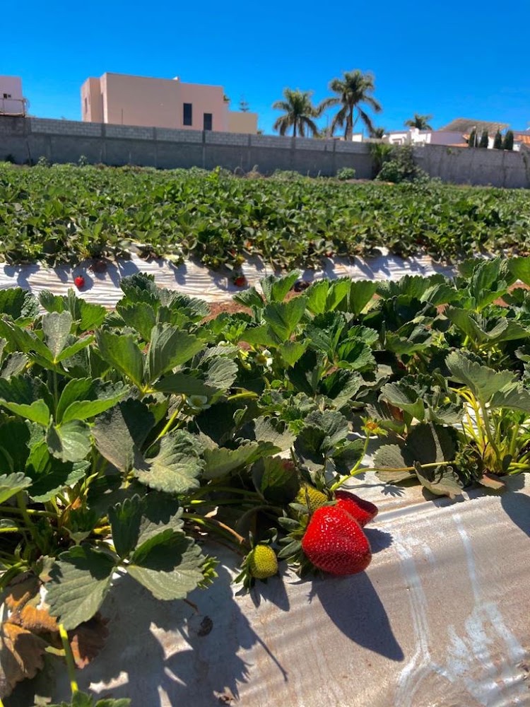 Fresas Toña