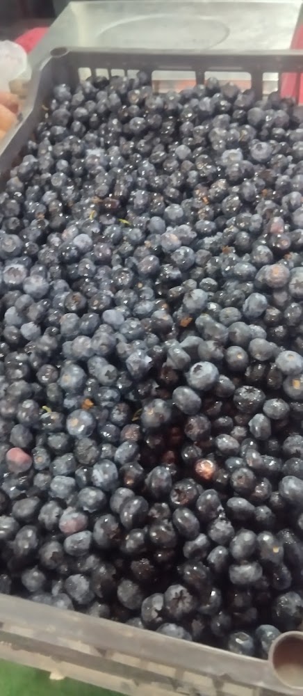 Fresas Toña